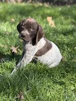 Liver roan F1, a female German Shorthaired Pointer for sale in Spring Hope, NC – Photo 2 of 7