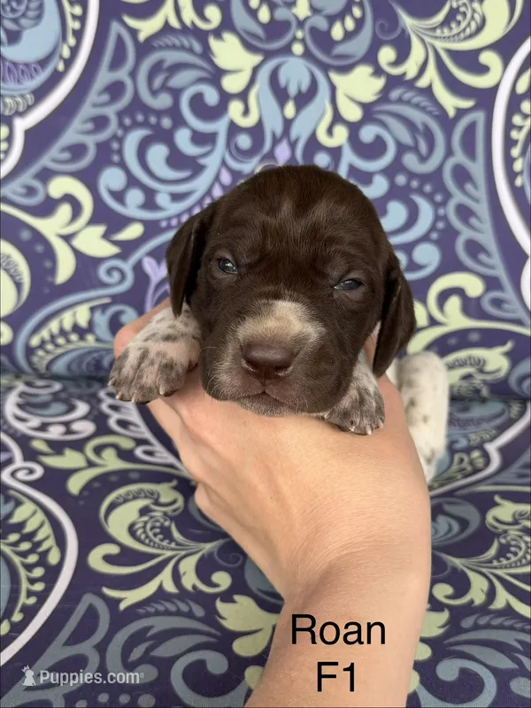 Liver roan F1, a female German Shorthaired Pointer for sale in Spring Hope, NC – Photo 1 of 4