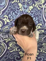 Liver roan F1, a female German Shorthaired Pointer for sale in Spring Hope, NC – Photo 1 of 4