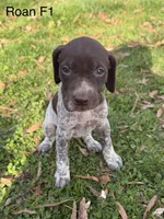 Liver roan F1, a female German Shorthaired Pointer for sale in Spring Hope, NC – Photo 5 of 7