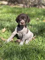 Liver roan F1, a female German Shorthaired Pointer for sale in Spring Hope, NC – Photo 1 of 7