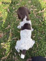 Liver roan F1, a female German Shorthaired Pointer for sale in Spring Hope, NC – Photo 6 of 7