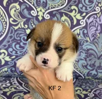 KF2, a female Pembroke Welsh Corgi for sale in Spring Hope, NC – 3 of 7
