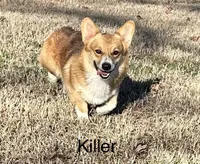 LMS, a male Pembroke Welsh Corgi for sale in Spring Hope, NC – 3 of 4