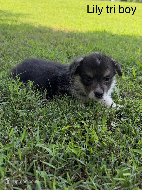 LM tri – Pembroke Welsh Corgi puppy for sale in Spring Hope, NC