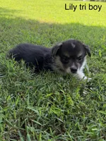 LM tri, a male Pembroke Welsh Corgi for sale in Spring Hope, NC – 1 of 7