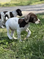 Ticked M, a male German Shorthaired Pointer for sale in Spring Hope, NC – Photo 3 of 5