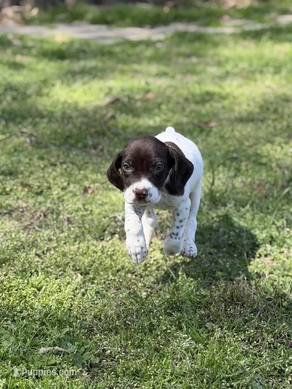 Ticked M – German Shorthaired Pointer puppy for sale in Spring Hope, NC