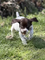 Ticked M, a male German Shorthaired Pointer for sale in Spring Hope, NC – Photo 2 of 5