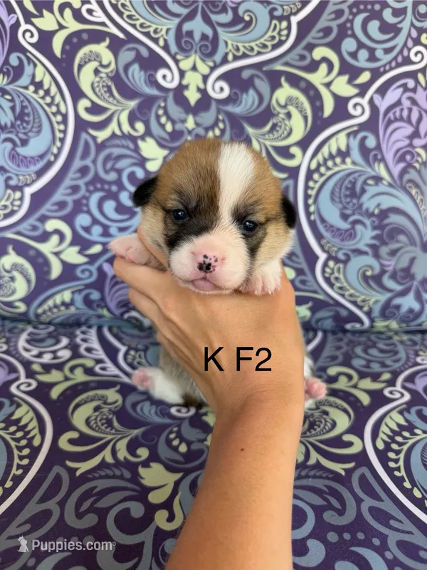 KF2 – Pembroke Welsh Corgi puppy for sale in Spring Hope, NC