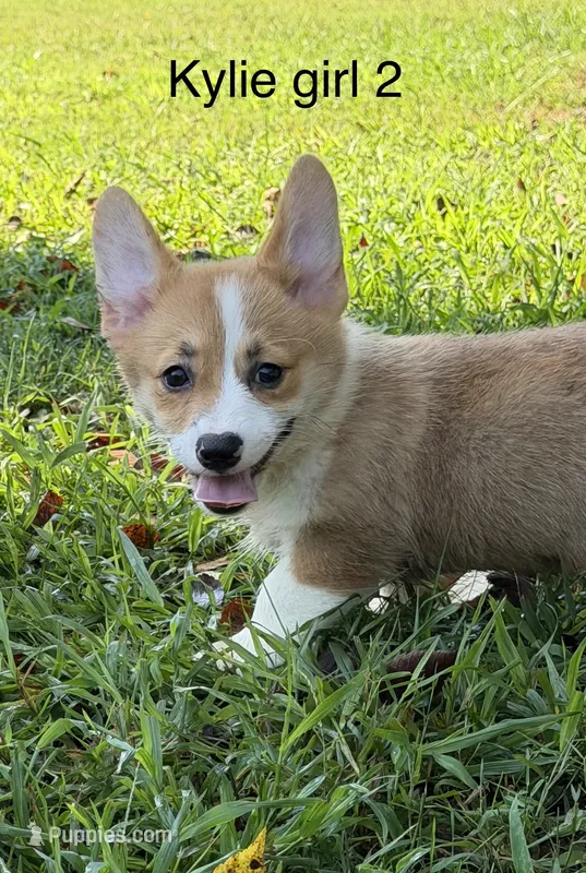 Kylie G2 – Pembroke Welsh Corgi puppy for sale in Spring Hope, NC