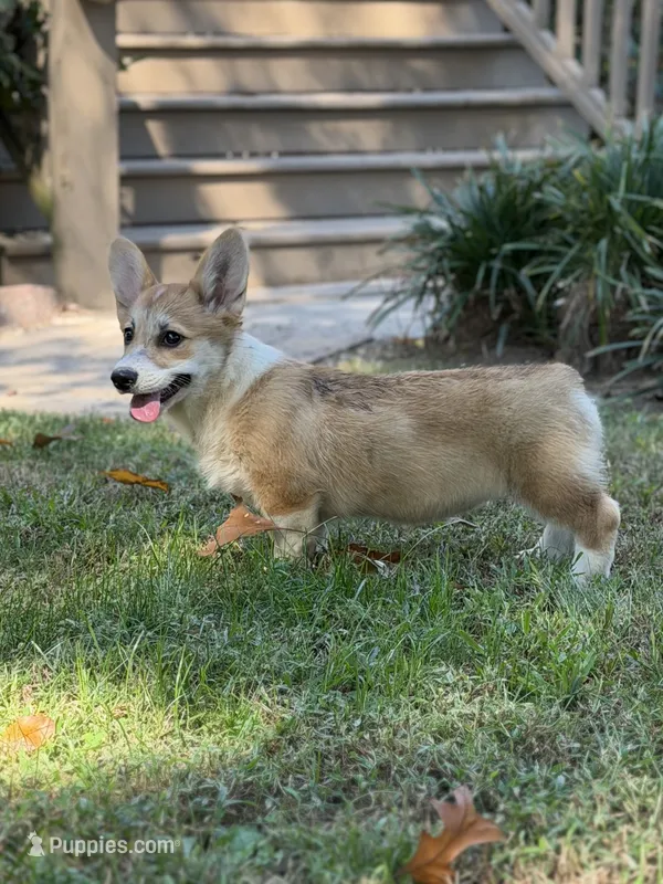 KF 3 – Pembroke Welsh Corgi puppy for sale in Spring Hope, NC