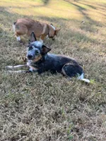 Hula, a female Australian Cattle Dog for sale in Spring Hope, NC – 3 of 5
