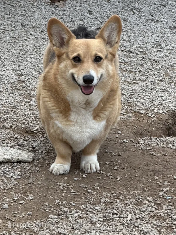 Ashoka – Pembroke Welsh Corgi puppy for sale in Spring Hope, NC