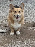 Ashoka, a female Pembroke Welsh Corgi for sale in Spring Hope, NC – 1 of 2