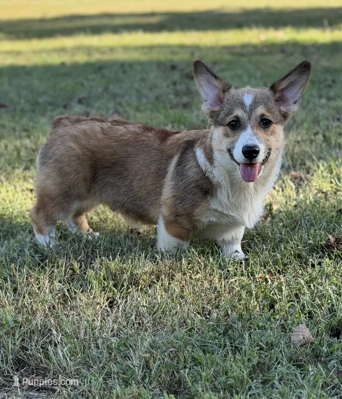 Phineas – Pembroke Welsh Corgi puppy for sale in Spring Hope, NC