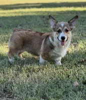 Phineas, a male Pembroke Welsh Corgi for sale in Spring Hope, NC – 1 of 5