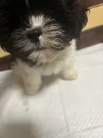 Shihtzu , a male Shih Tzu for sale in Porter, TX – 2 of 3