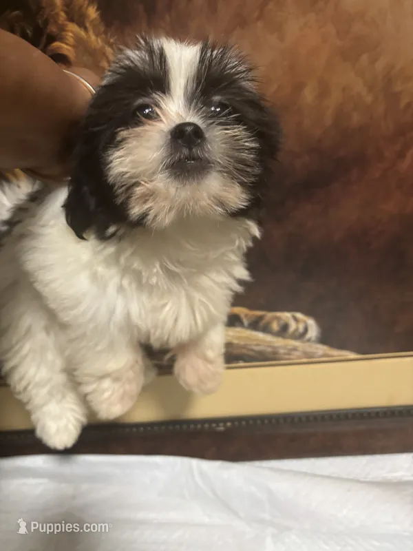Shihtzu  – Shih Tzu puppy for sale in Porter, TX