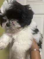 Shitzu , a female Shih Tzu for sale in Porter, TX – 2 of 3
