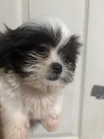Shitzu , a female Shih Tzu for sale in Porter, TX – 3 of 3