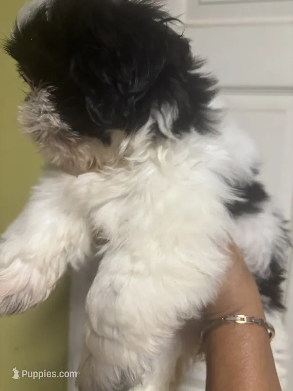 Shitzu  – Shih Tzu puppy for sale in Porter, TX