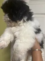 Shitzu , a female Shih Tzu for sale in Porter, TX – 1 of 3