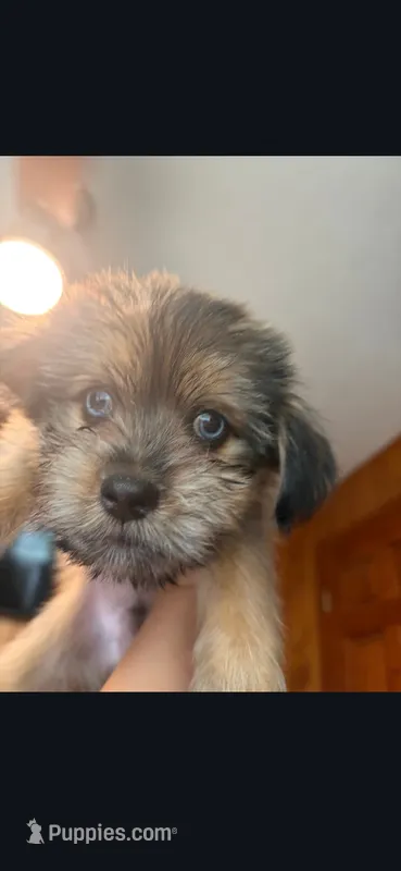Fox – Shih Tzu, Pomsky puppy for sale in Manchester, NH