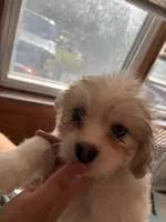 Bandit, a male Shih Tzu and Pomsky for sale in Manchester, NH – 3 of 3