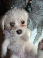 Elle Woods, a female Shih Tzu and Pomsky for sale in Manchester, NH – 3 of 3