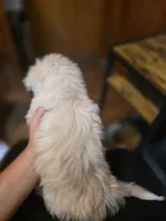 Bandit, a male Shih Tzu and Pomsky for sale in Manchester, NH – 2 of 3