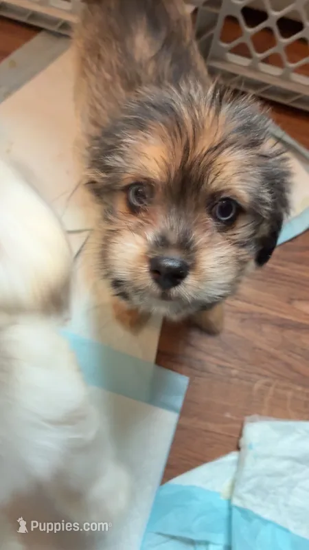 Fox – Shih Tzu, Pomsky puppy for sale in Manchester, NH