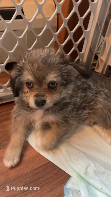 Mr silver  – Shih Tzu, Pomsky puppy for sale in Manchester, NH