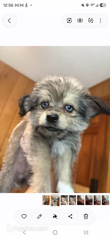 Mr silver  – Shih Tzu, Pomsky puppy for sale in Manchester, NH
