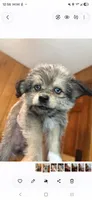 Mr silver , a male Shih Tzu and Pomsky for sale in Manchester, NH – 1 of 2