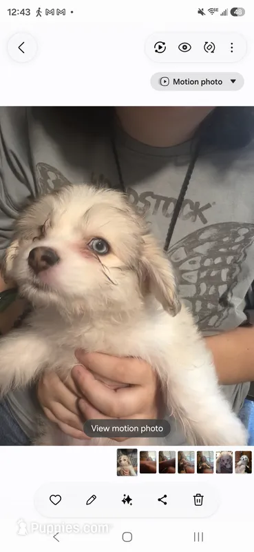 Bandit – Shih Tzu, Pomsky puppy for sale in Manchester, NH