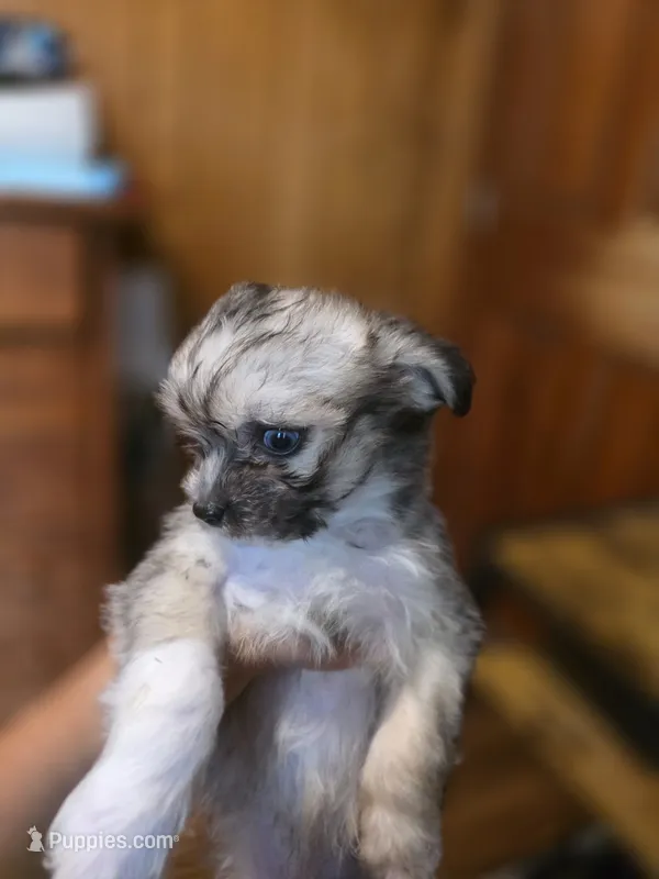 Button  – Shih Tzu, Pomsky puppy for sale in Manchester, NH