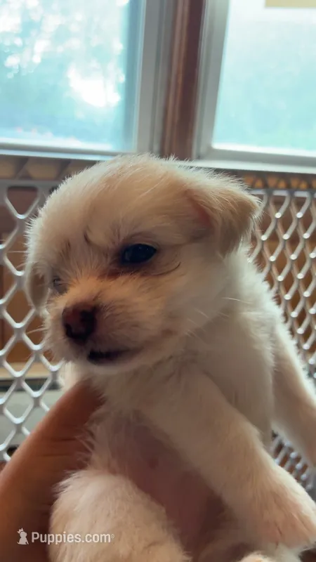Elle Woods – Shih Tzu, Pomsky puppy for sale in Manchester, NH
