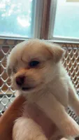 Elle Woods, a female Shih Tzu and Pomsky for sale in Manchester, NH – 1 of 3