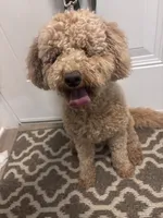Teddy, a male Goldendoodle for sale in Conyers, GA – 3 of 3