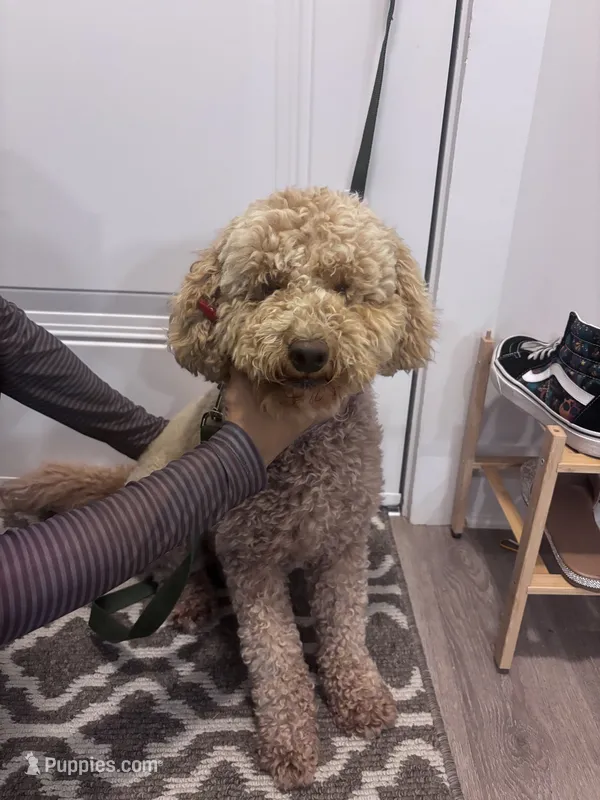 Teddy – Goldendoodle puppy for sale in Conyers, GA