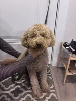 Teddy, a male Goldendoodle for sale in Conyers, GA – 1 of 3