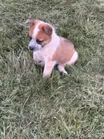 Clancie , a male Australian Cattle Dog for sale in Milaca, MN – 2 of 2