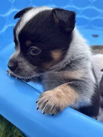 Bella, a female Australian Cattle Dog for sale in Milaca, MN – 6 of 7