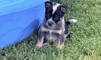 Bella, a female Australian Cattle Dog for sale in Milaca, MN – 1 of 7