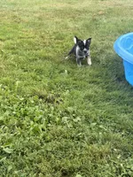 Bella, a female Australian Cattle Dog for sale in Milaca, MN – 7 of 7