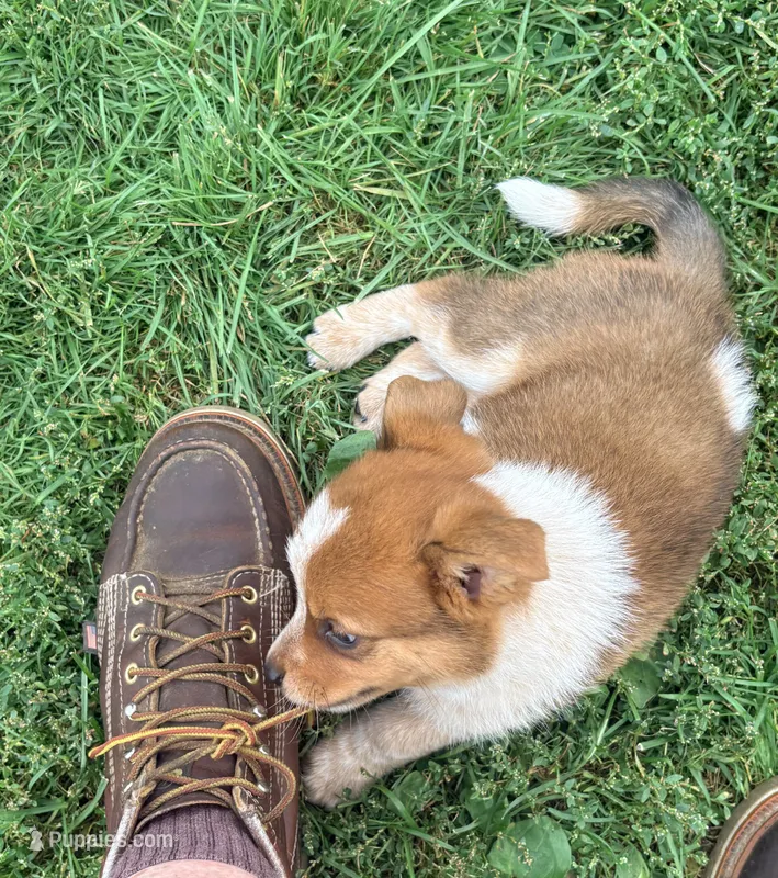 Maverick  – Australian Cattle Dog puppy for sale in Milaca, MN