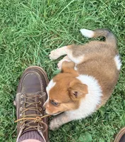 Maverick , a male Australian Cattle Dog for sale in Milaca, MN – 1 of 4