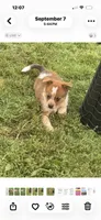 Maverick , a male Australian Cattle Dog for sale in Milaca, MN – 4 of 4