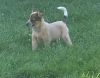 Dundee , a male Australian Cattle Dog for sale in Milaca, MN – 2 of 3